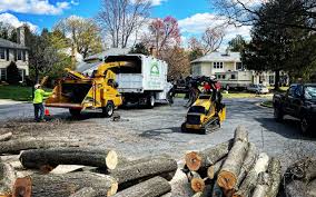 Best Tree Health Inspection  in Acton, CA