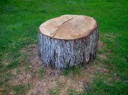 Best Storm Damage Tree Cleanup  in Acton, CA