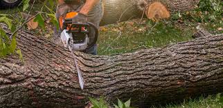 Best Lawn Irrigation Installation and Maintenance  in Acton, CA