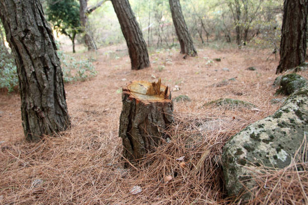 Tree and Shrub Care in Acton, CA