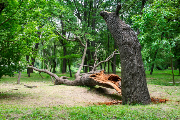 Best Hazardous Tree Removal  in Acton, CA