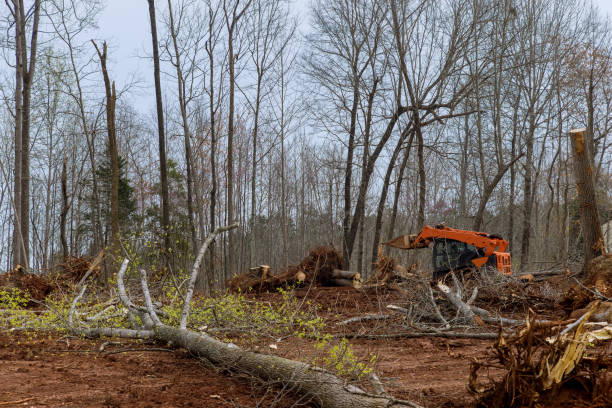 How Our Tree Care Process Works  in  Acton, CA