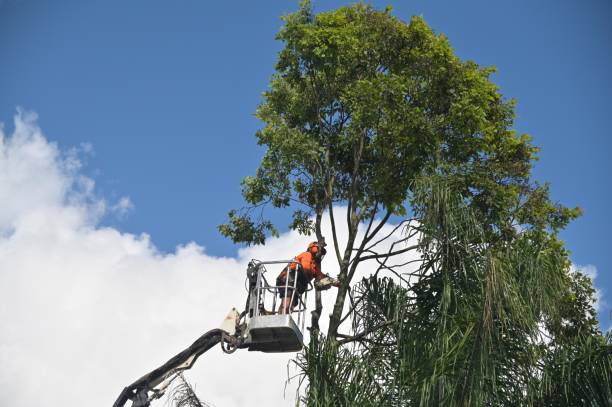 Acton, CA Tree Care Pros