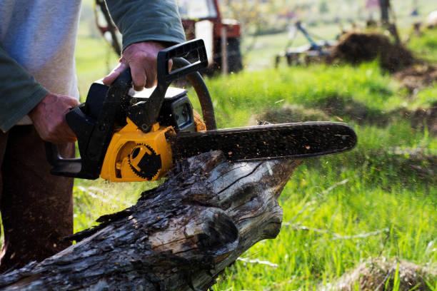 Best Pest Control for Lawns  in Acton, CA