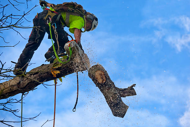 Best Aeration Services  in Acton, CA
