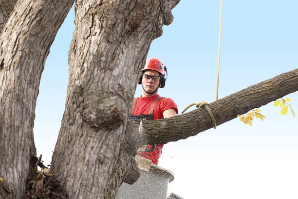 Best Palm Tree Trimming  in Acton, CA