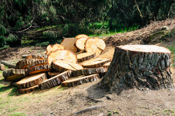 Trusted Acton, CA Tree Care Experts